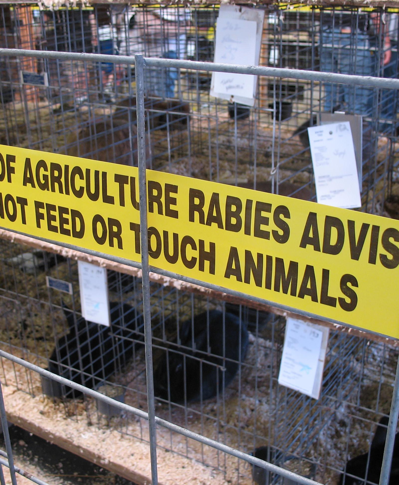 Pet Owners: Navigate Dhaka's Rabies Rules and Airport Quarantine Requirements